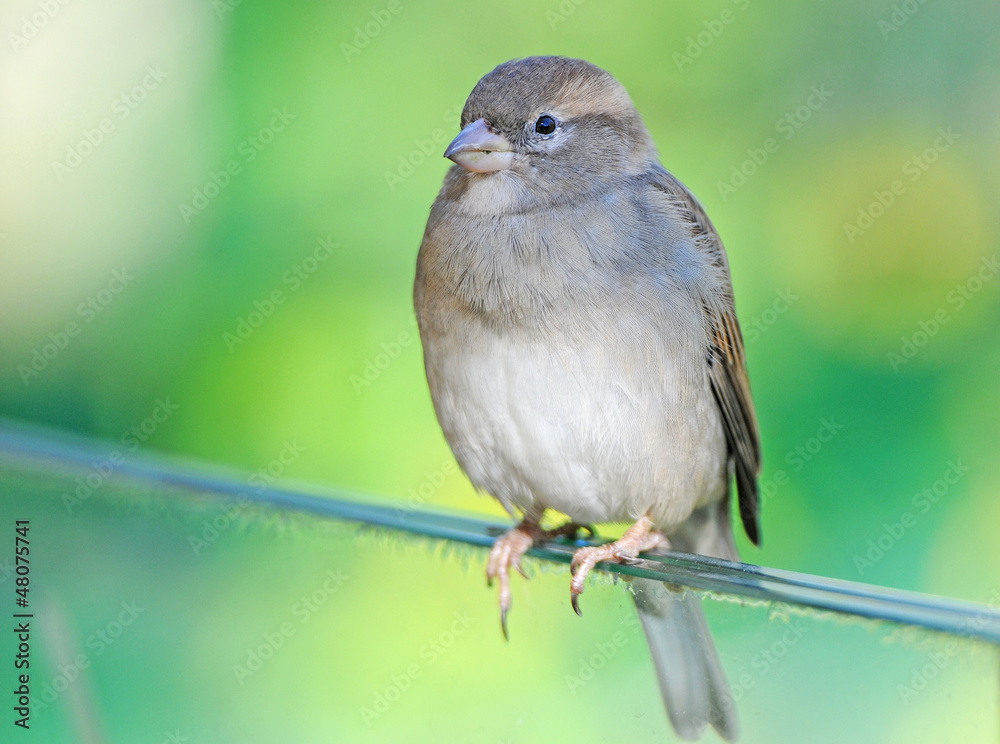 house sparrow on a soft colorful background house sparrow on a soft colorful background