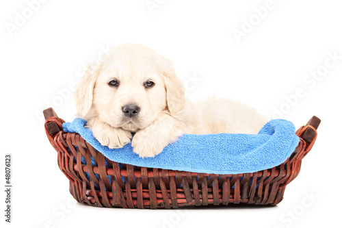 A little labrador retriever dog in a basket
