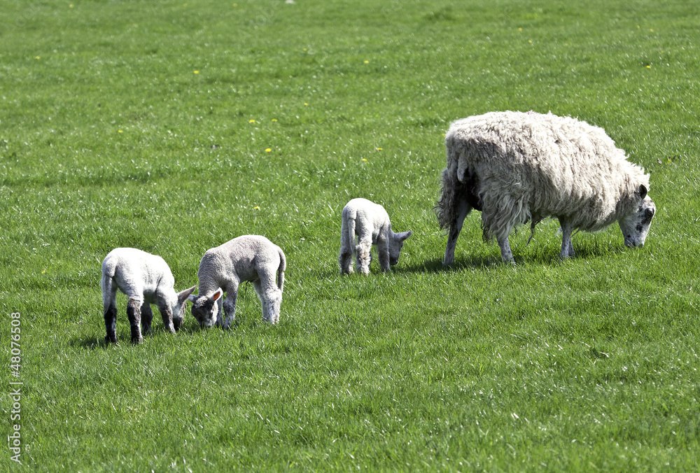 Fototapeta premium Triplet lambs with ewe