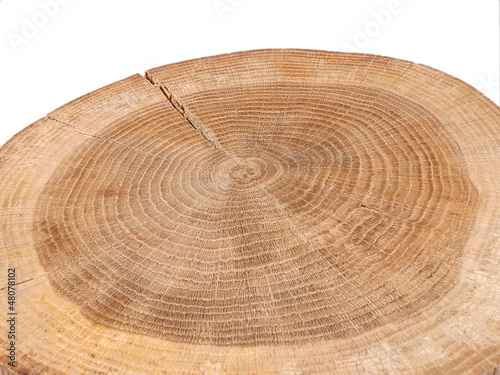 tronc d'arbre