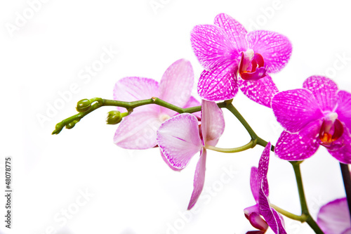Fototapeta Naklejka Na Ścianę i Meble -  Pink streaked orchid flower, isolated 