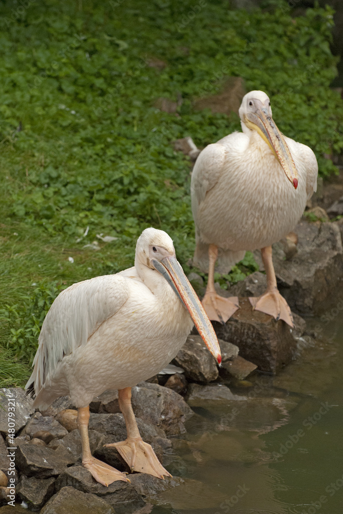 Pelican