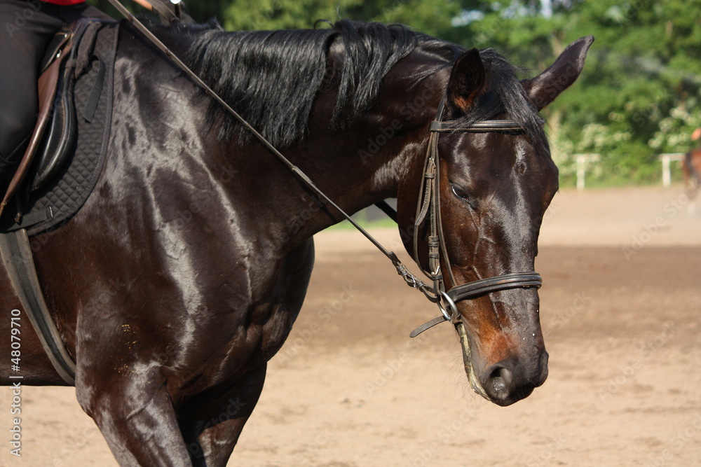 Beautiful sport horse portrait during dressage test Beautiful sport horse portrait during dressage test