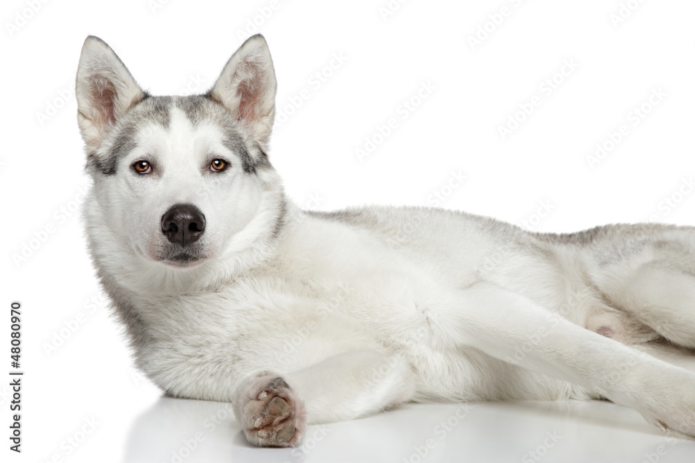 Siberian Husky on white background