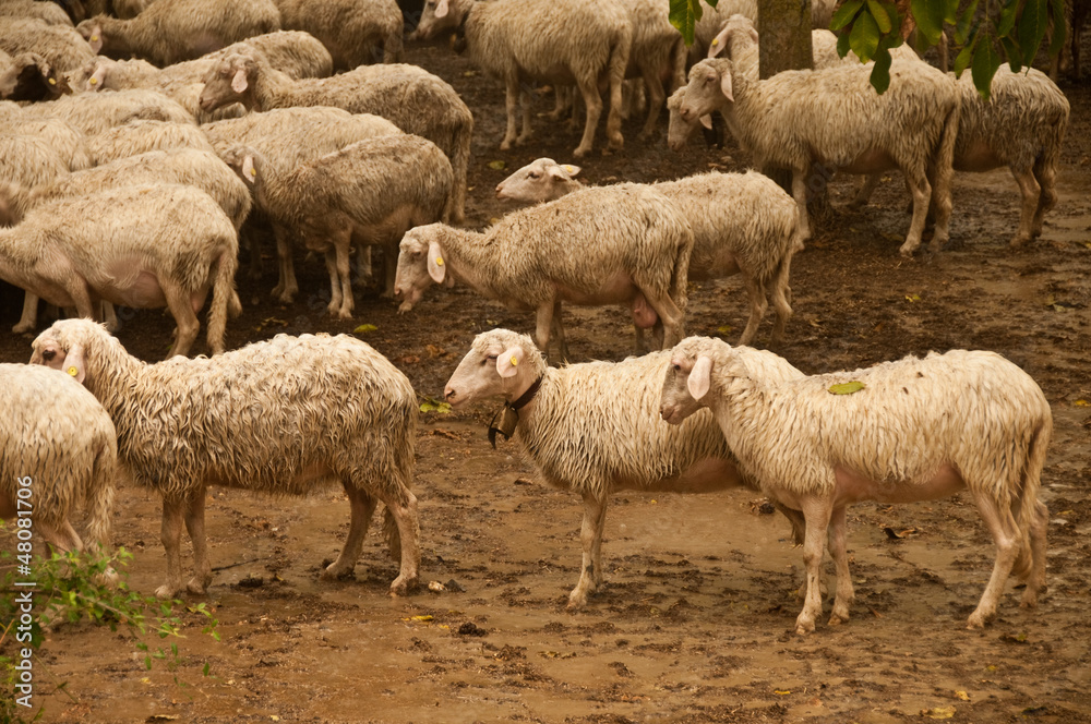 A group of sheep A group of sheep
