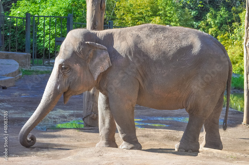 Elephant