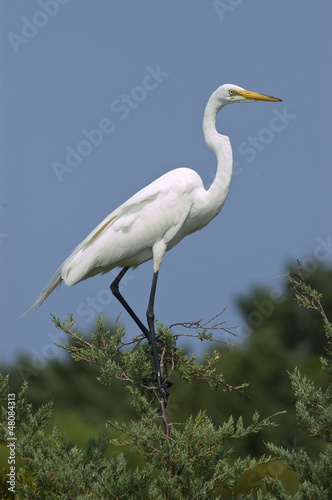 White Heron perched in Evergreen