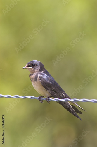 A Barn Swallow chick on a barbed wire fence
