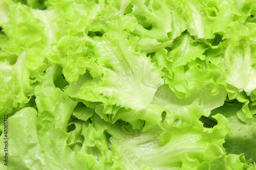 background of green lettuce