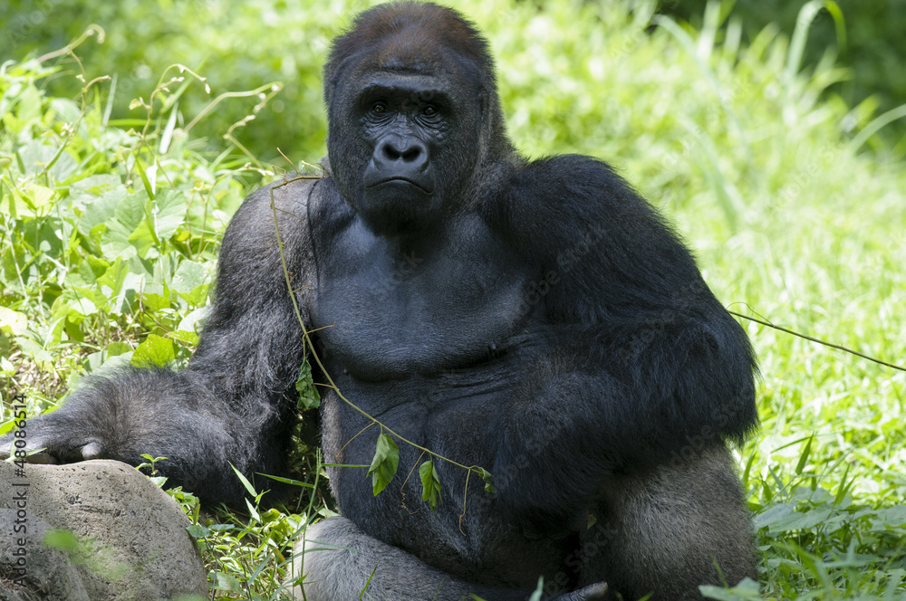 Naklejka premium Posting Silverback