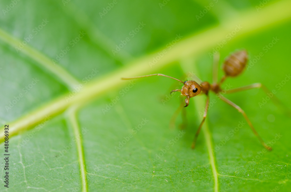 red ant on the leaf red ant on the leaf