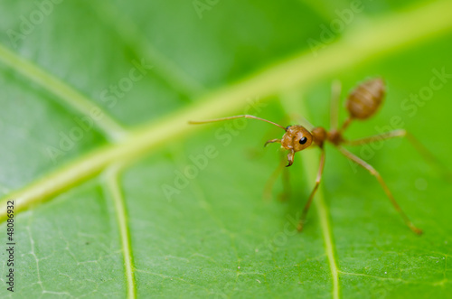 red ant on the leaf © sweetcrisis