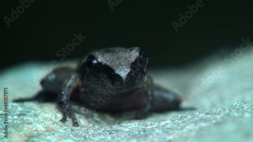 baby frog blink