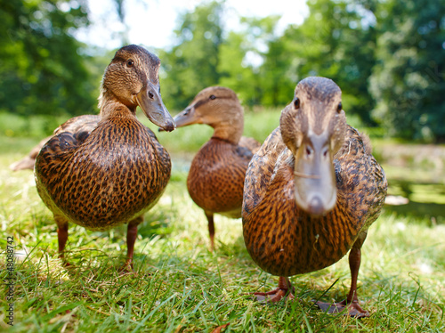 Fotografie, Tablou charming ducklings