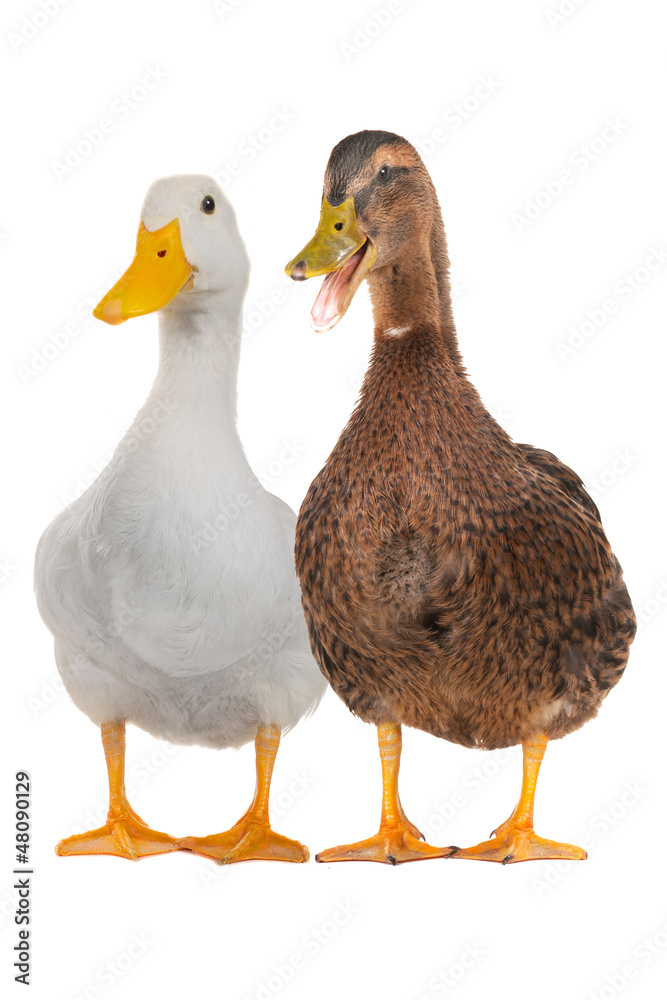 duck white duck white