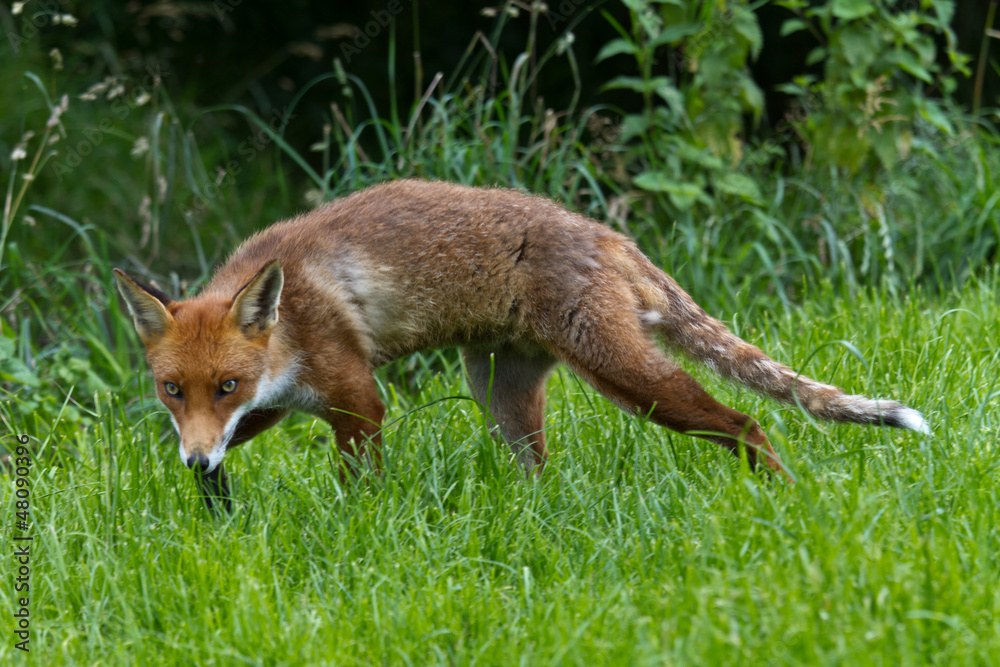 Fototapeta premium Red Fox