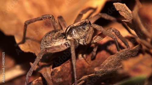 Wolf spider