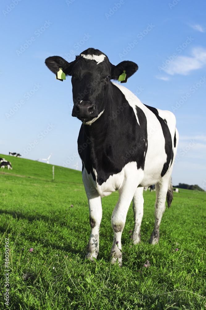 Black and white Holstein friesian cow
