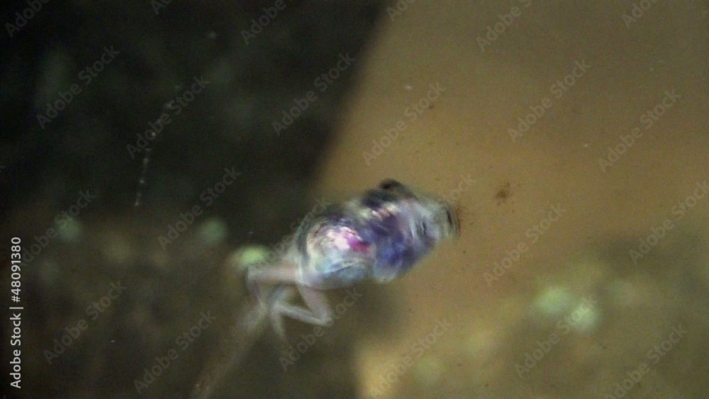 Tadpole feeding Tadpole feeding