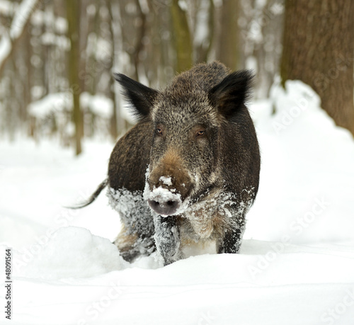 Wild boar in winter © kyslynskyy