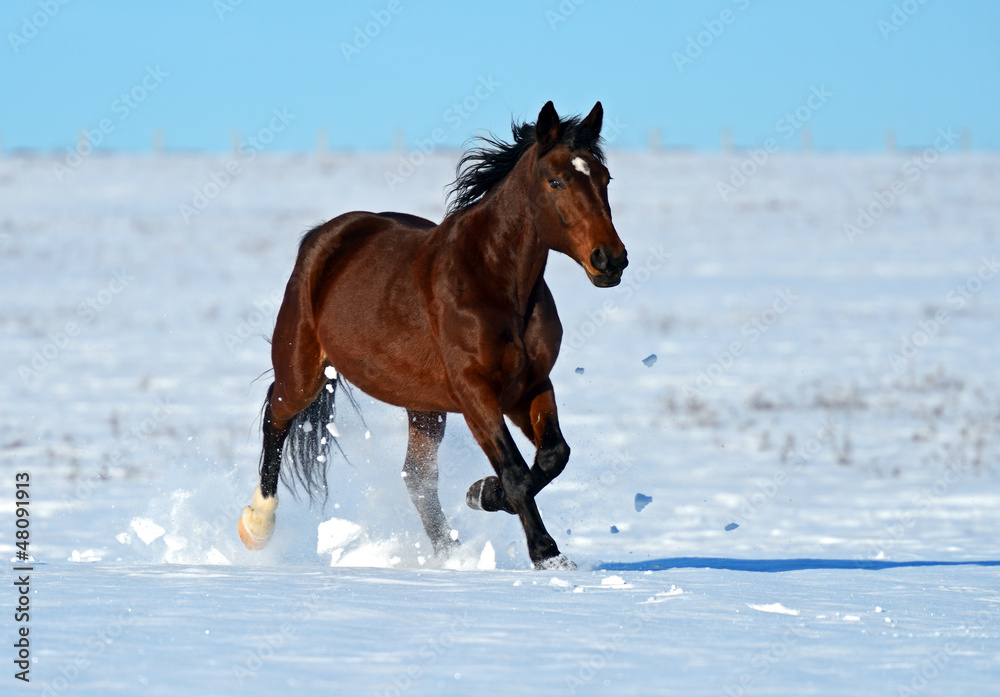 Horse Horse