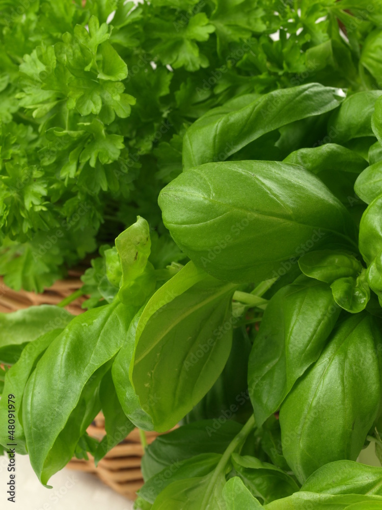 Herbs, closeup Herbs, closeup