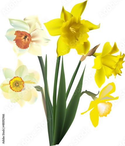 five narcissus flowers isolated on white