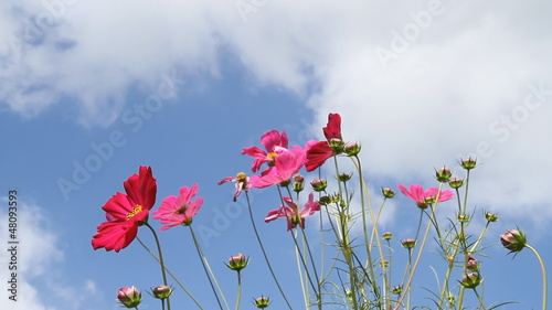 Cosmos, Mexican aster flower