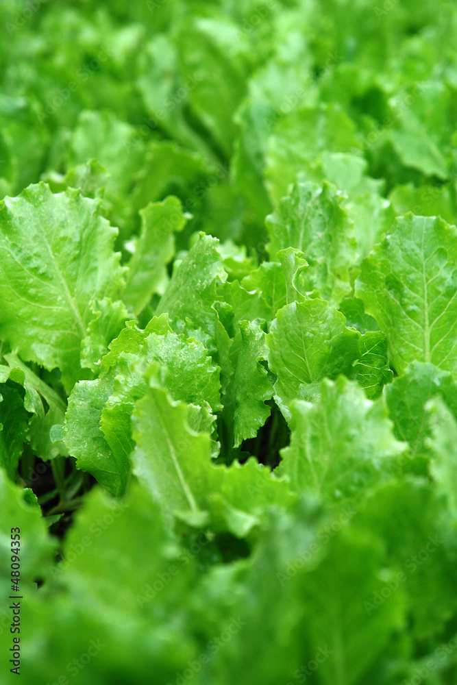 Lechuga Lechuga