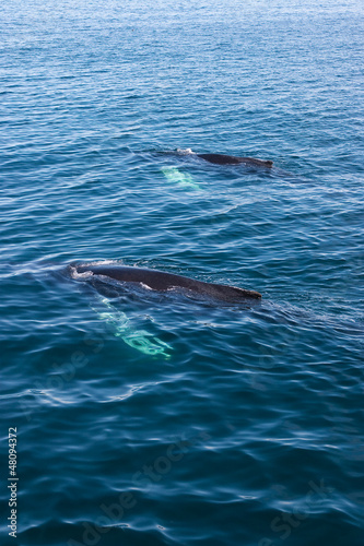 Coppia di balene