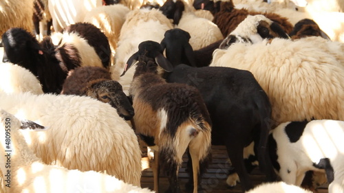 Sheep