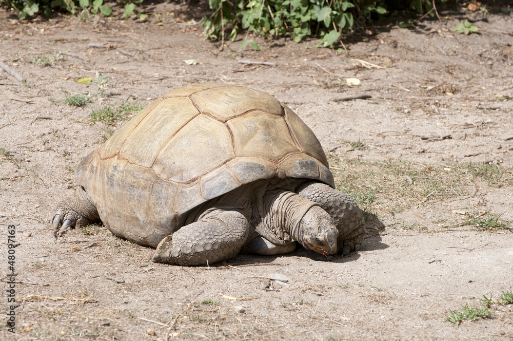 Obraz premium Land Tortoise grazing on soil
