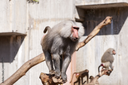 Yellow baboon, Papio cynocephalus photo