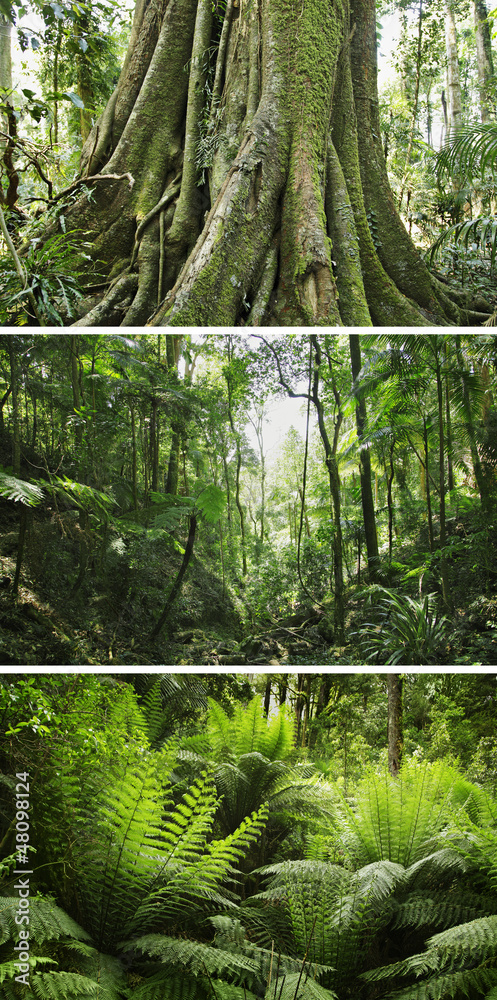 Fototapeta premium regenwald
