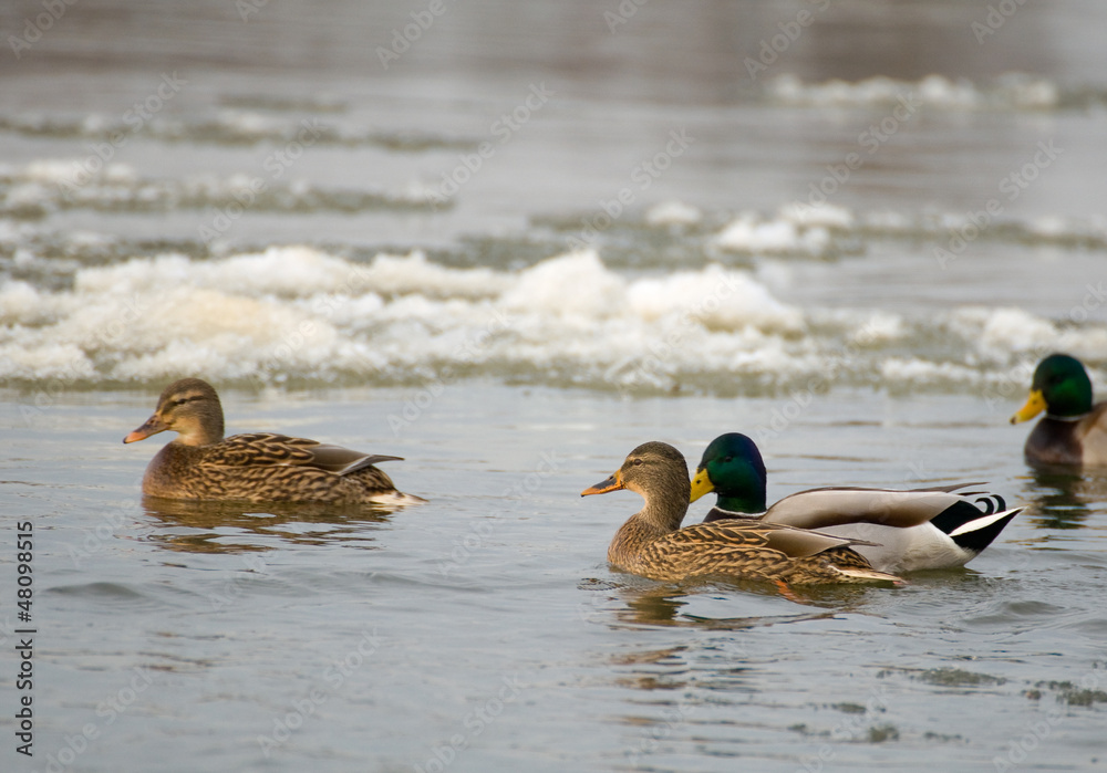 Mallard Mallard