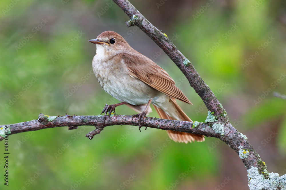 Luscinia luscinia, Thrush Nightingale Luscinia luscinia, Thrush Nightingale