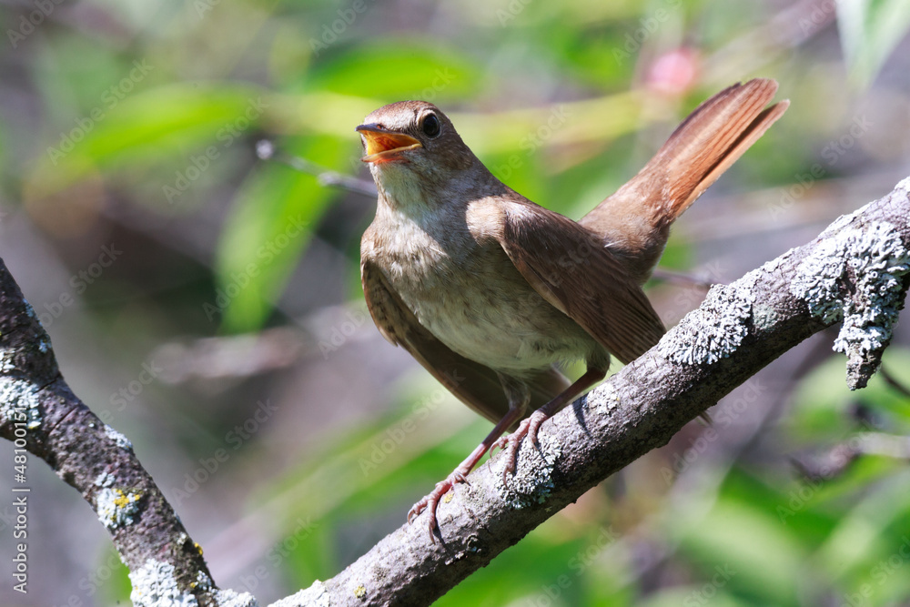 Fototapeta premium Luscinia luscinia, Thrush Nightingale