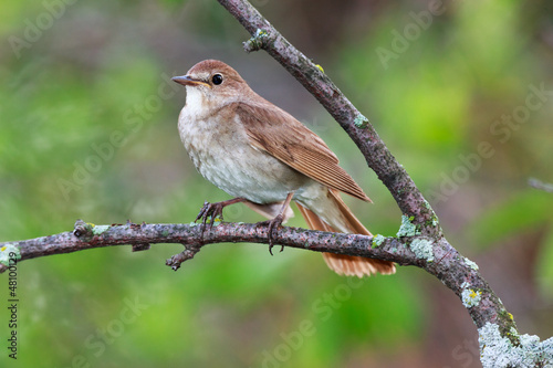 Luscinia luscinia, Thrush Nightingale