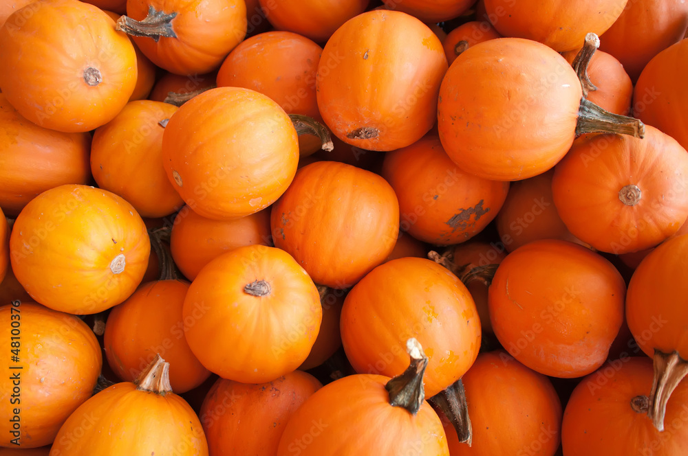 pumpkins on pumpkin patch