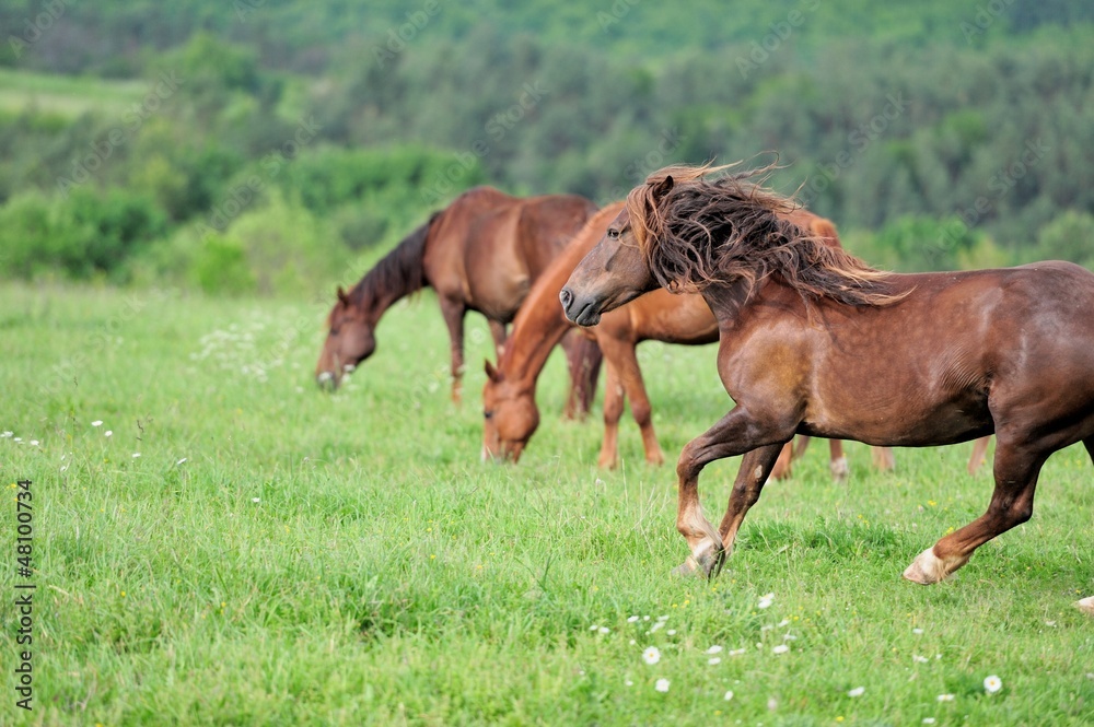 Fototapeta premium Horse in meadow