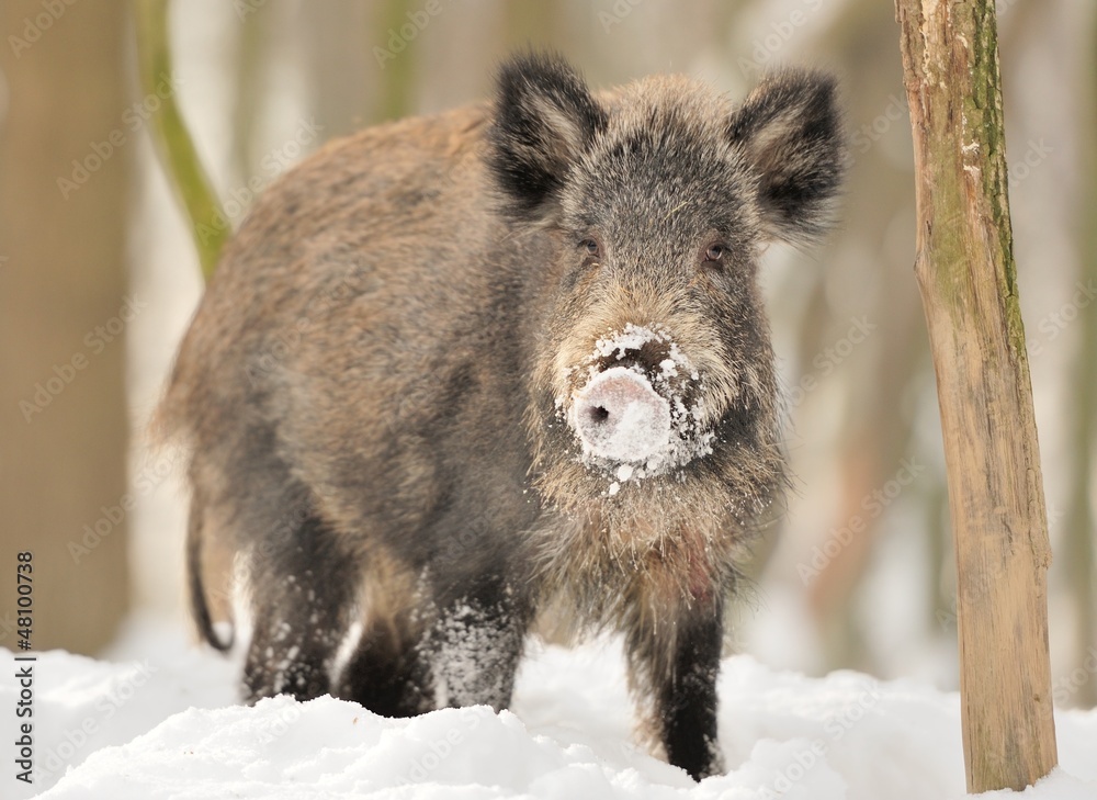 Wild boar Wild boar