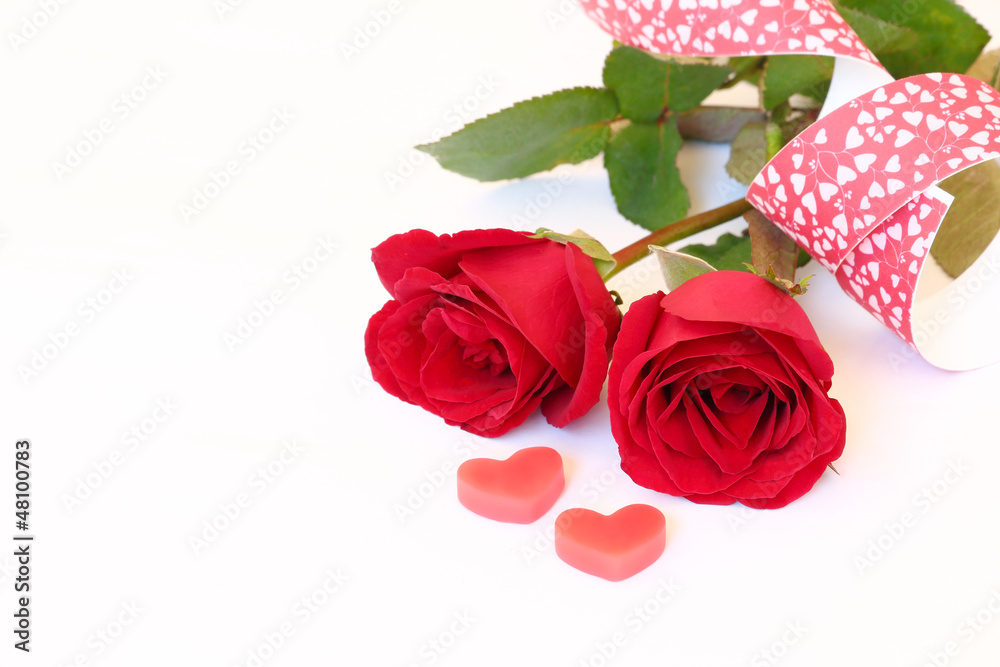 Fototapeta premium Red rose on white background