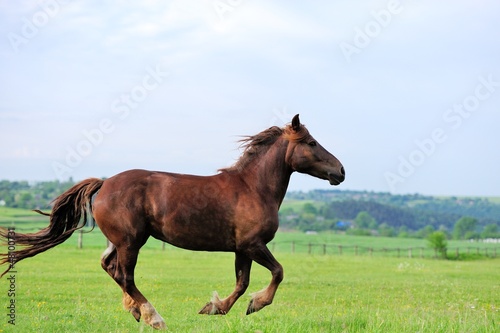 Horse in meadow © byrdyak