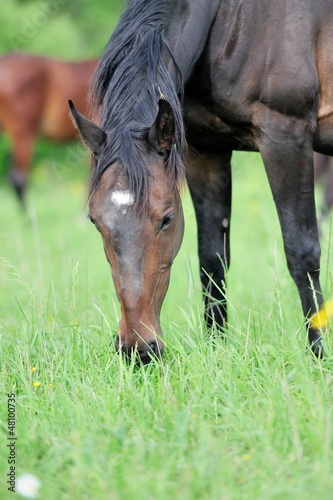 Horse in meadow