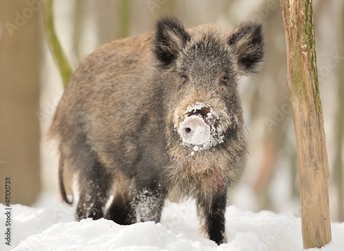 Wild boar