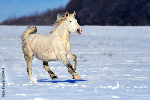 White horse running in winter in meadow © byrdyak