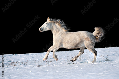 White horse running in winter in meadow