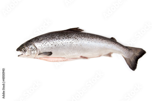 Scottish Atlantic Salmon fish.