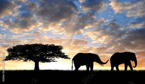 Fototapeta Naklejka Na Ścianę i Meble -  Silhouette two elephants in the sunset