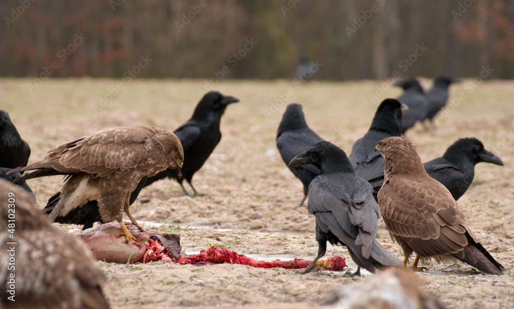 Buzzard
